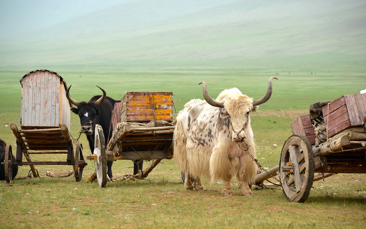 Moving in  a Yak cart | Premium Travel Mongolia
