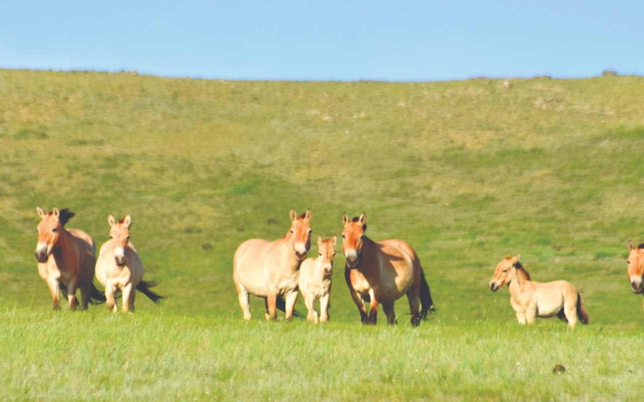 Wild Przewalski horse | Premium Travel Mongolia