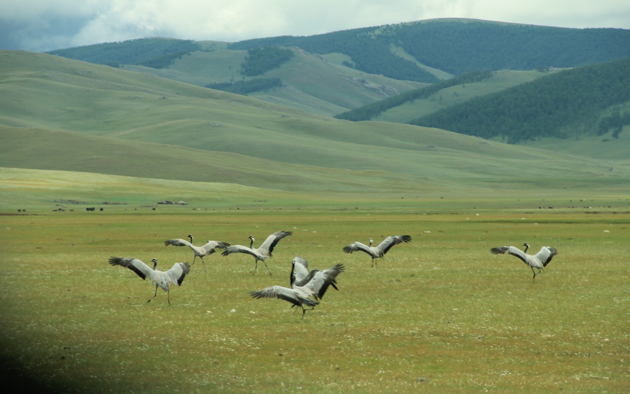 Cranes in the steppe | Premium Travel Mongolia