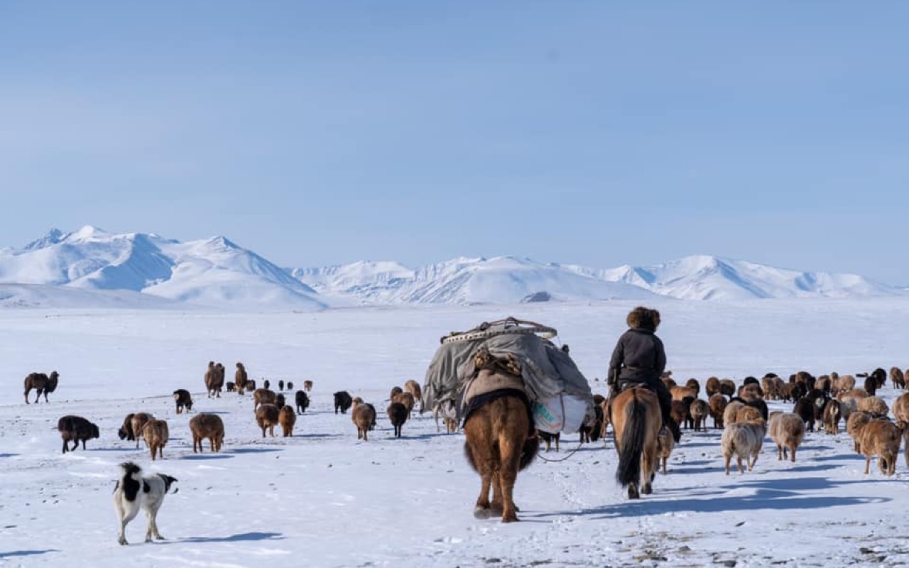 Spring migration in Mongolia | Premium Travel Mongolia