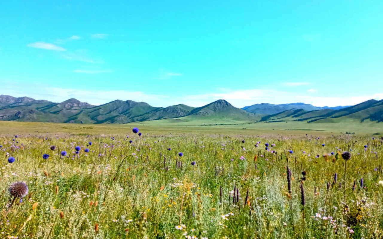 Wildflowers have made the valley purple carpet – Bayan-Agt, Bulgan, Mongolia. | Premium Travel Mongolia