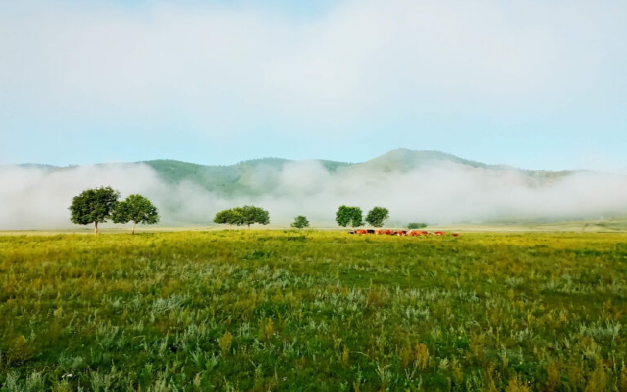 Milking cows in the misty mountains. Am I dreaming? Bayan-Agt, Bulgan, Mongolia. | Premium Travel Mongolia
