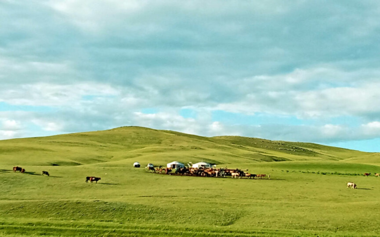 Full of life” – nomads are milking mares, cows, and other livestock are pasturing nearby in Bayan-Agt, Bulgan province, Mongolia. | Premium Travel Mongolia