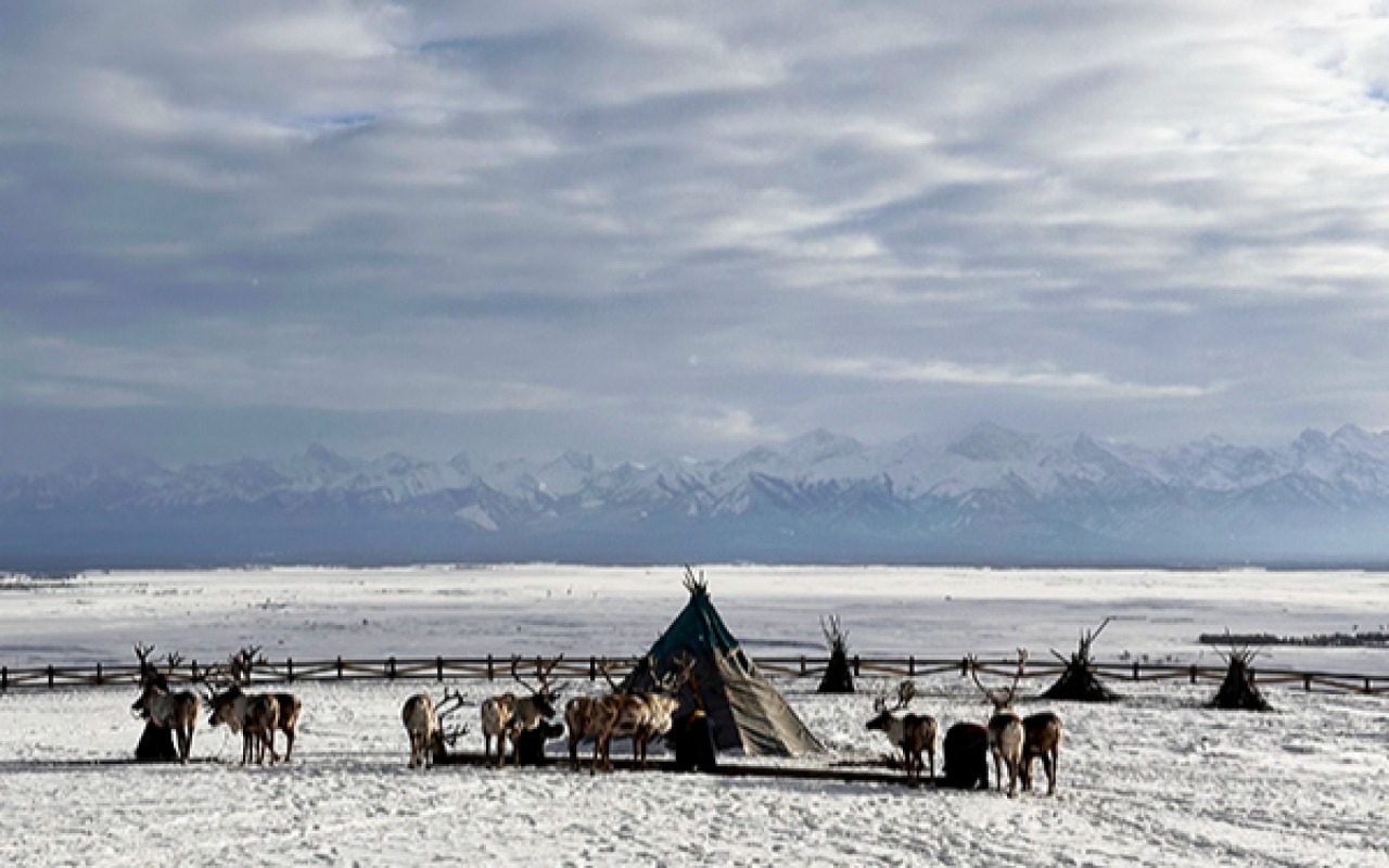 A magical moment as the Tsaatans arrive with their reindeer at the lodge. 🦌❄️ #NomadicEncounter #ReindeerMagic | Premium Travel Mongolia