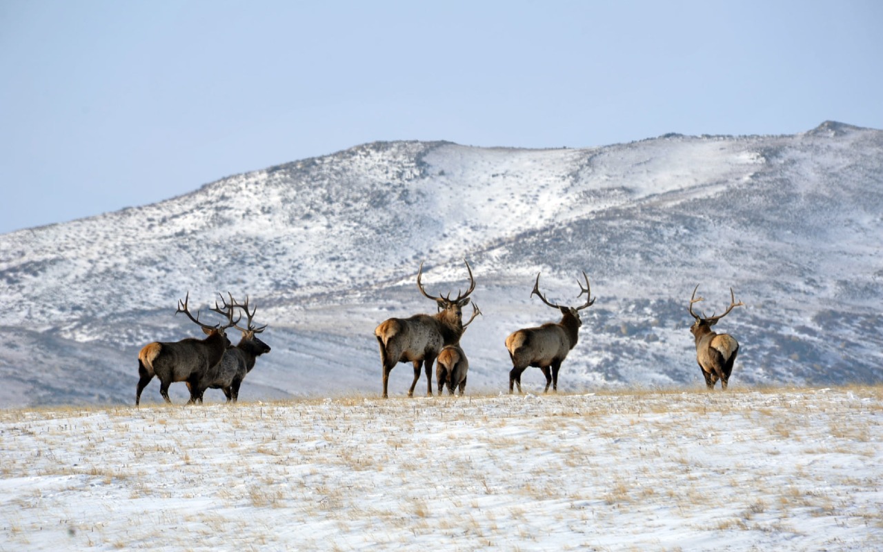Red deers | Premium Travel Mongolia