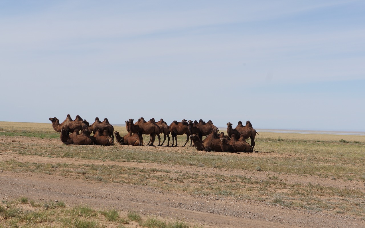 Along the way | Premium Travel Mongolia