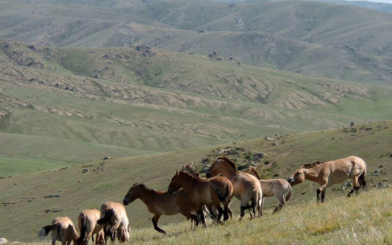 Wild Przewalski horse - Takhi | Premium Travel Mongolia
