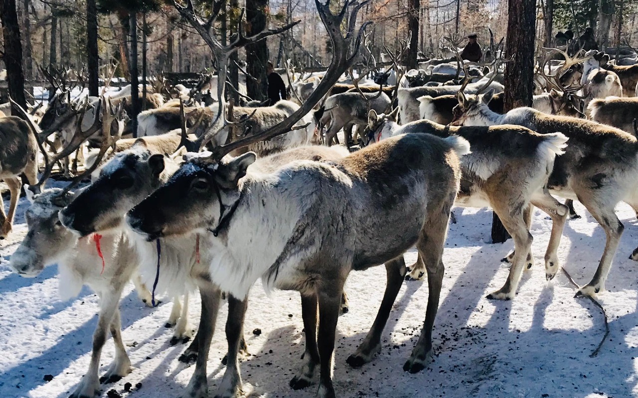 Reindeers | Premium Travel Mongolia
