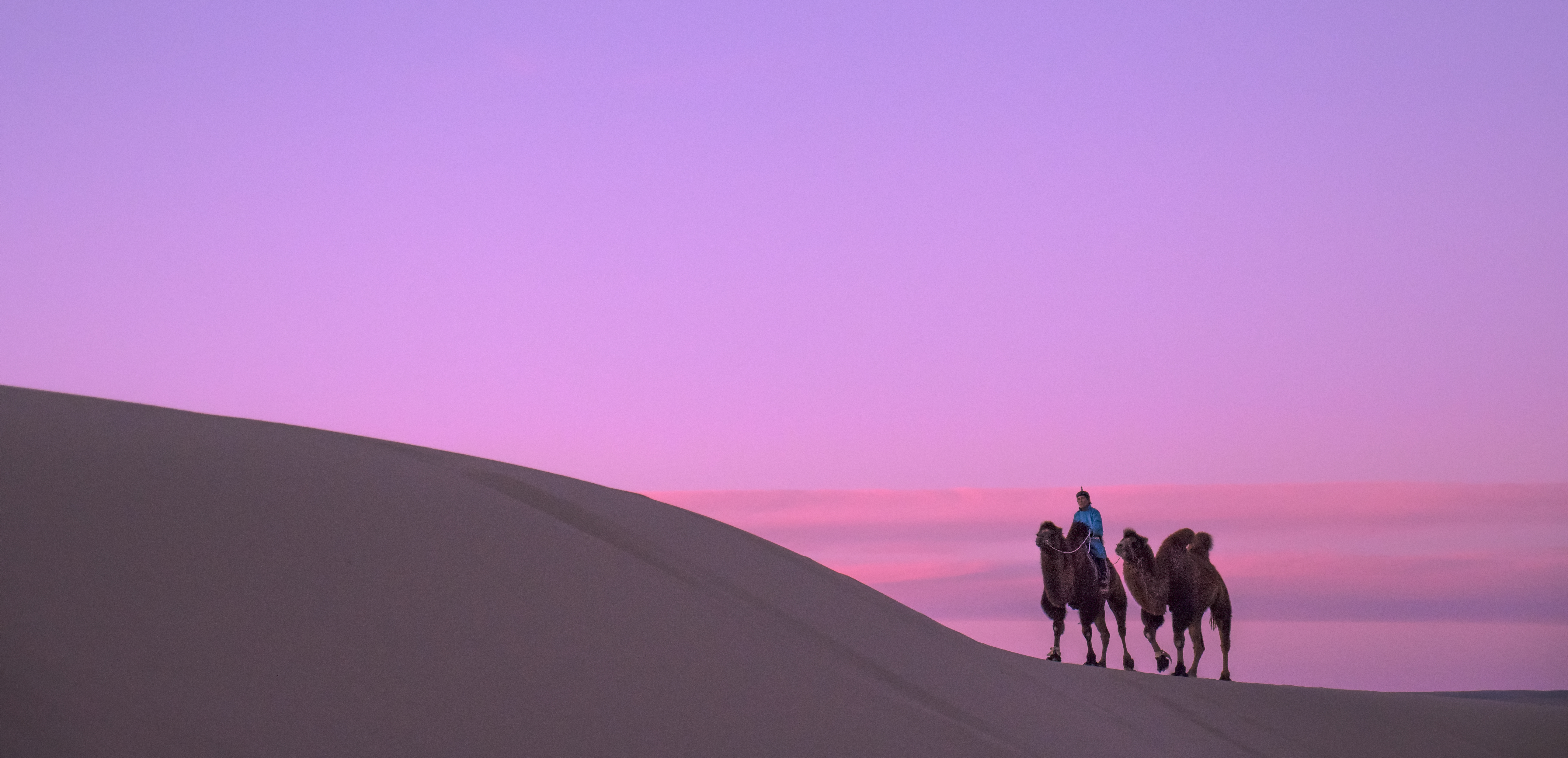 Camel riding along with sunrise | Premium Travel Mongolia