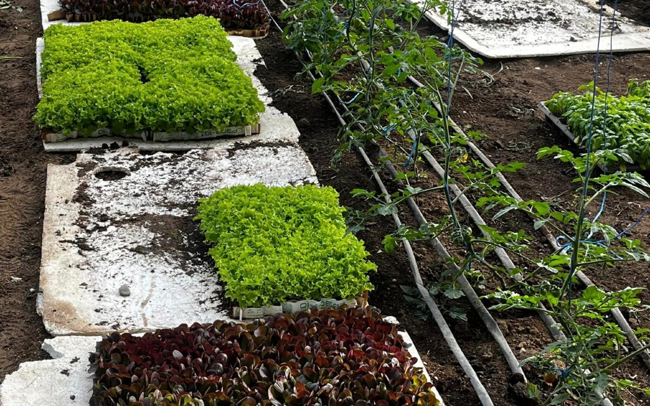 Fresh vegetables | Premium Travel Mongolia
