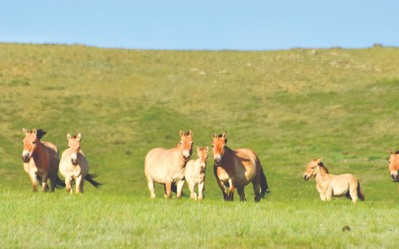 Hustai national park | Premium Travel Mongolia