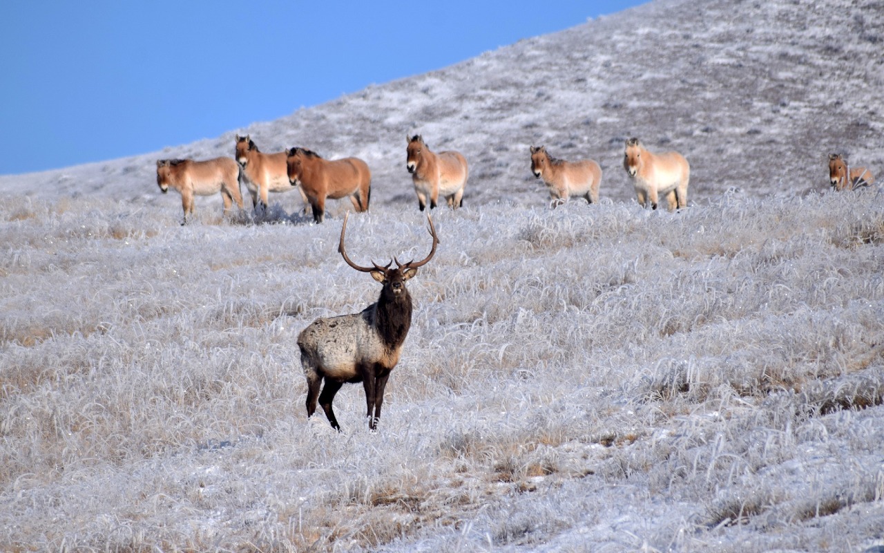 Wildlife at Hustai national park | Premium Travel Mongolia