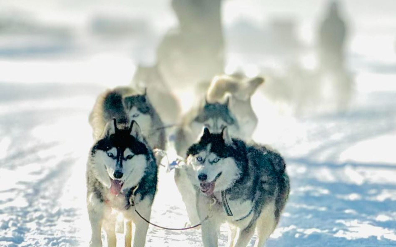 Dog-sleigh ride | Premium Travel Mongolia
