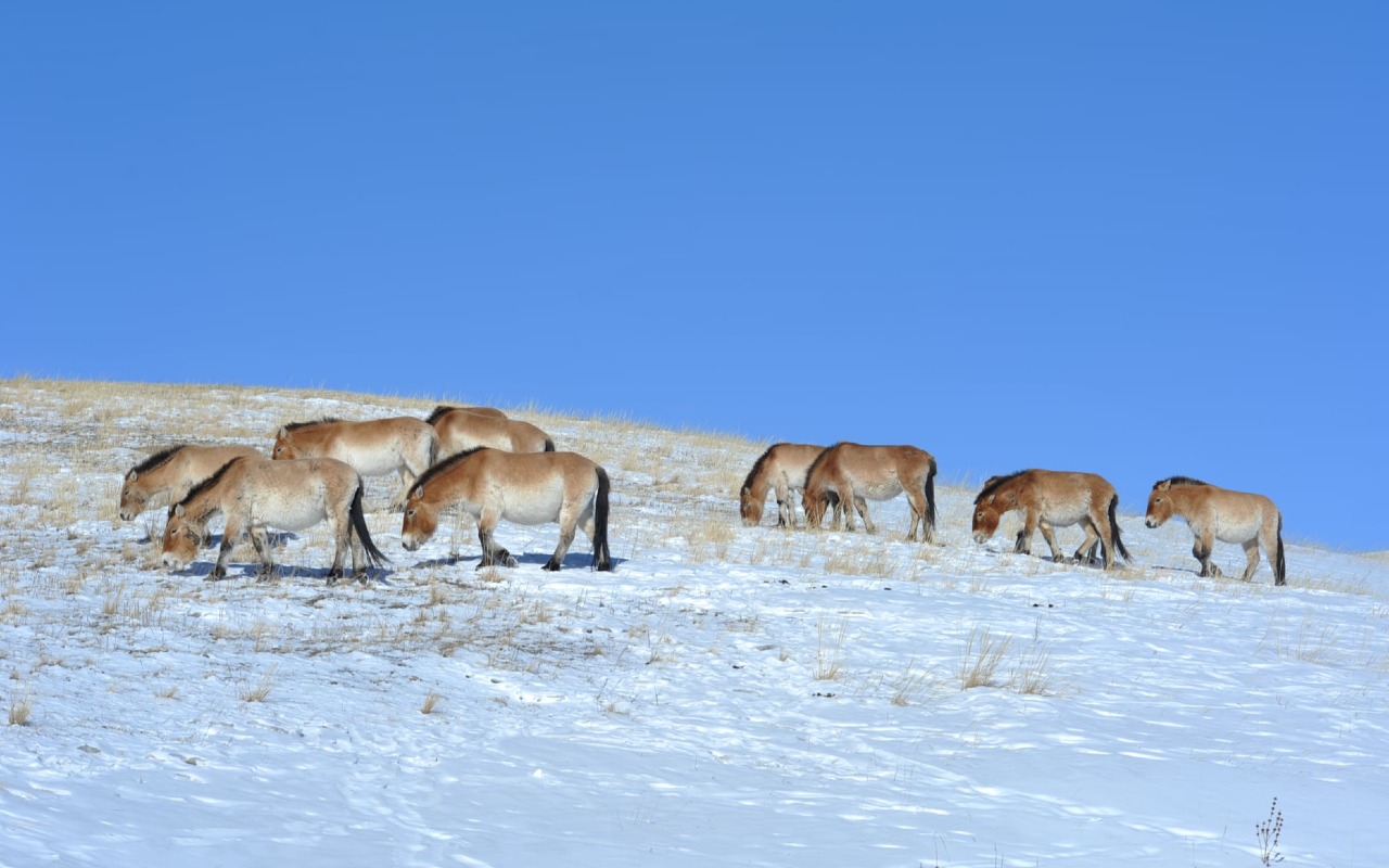 Wild Przewalski horse | Premium Travel Mongolia